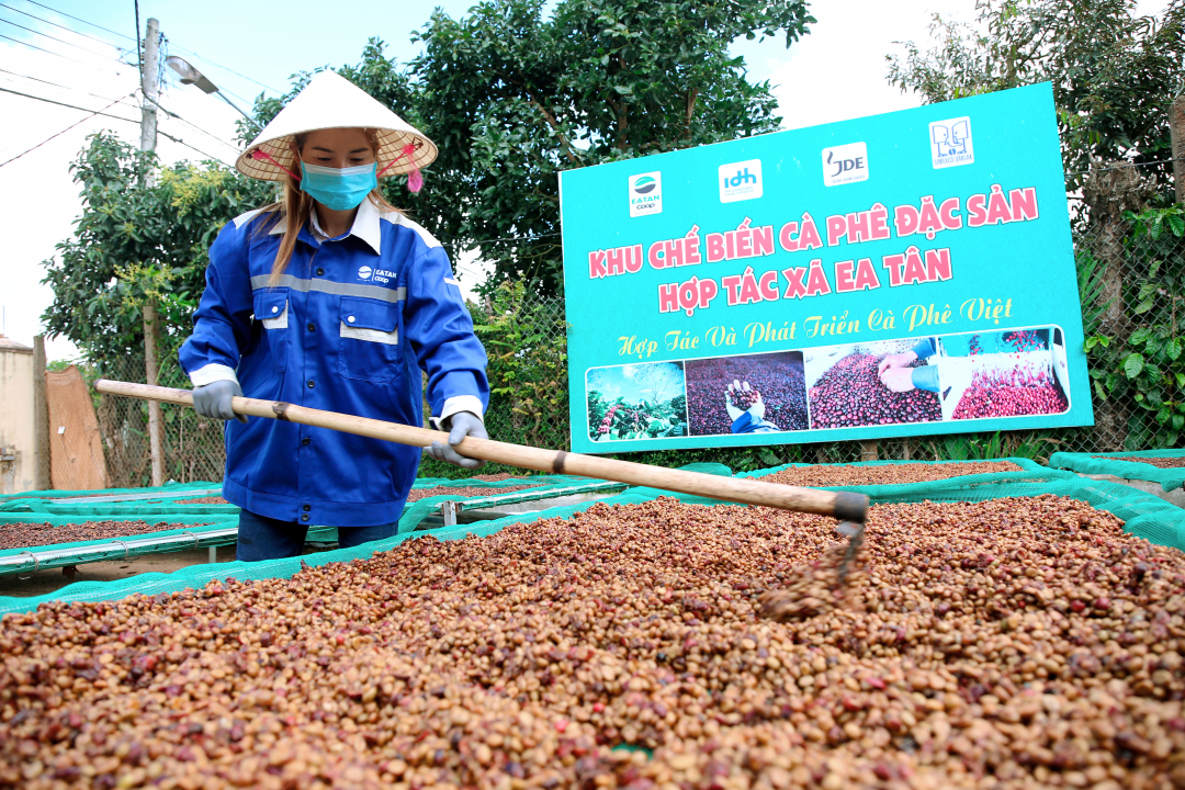 Thách thức và cơ hội từ các quy định mới của EU trong sản xuất cà phê (19/6/2023)